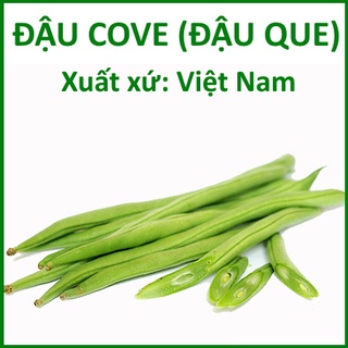 Hạt giống đậu cove trắng - hạt giống đậu que