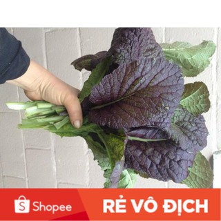 Hạt giống cải mù tạt cay f1 siêu ngon 1gr