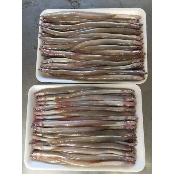 55k 500gr Cá Sùn Sịn Tươi(giao nhanh TP HCM)