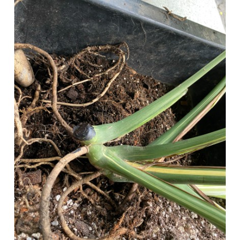 Keo Liền Sẹo Rooting Seal Ben04 80gr - Hùng Nguyễn dành cho chiết cành, nhân giống cây trồng