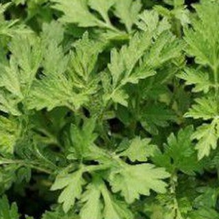 cây giống ngải cứu( chỉ giao miền Bắc)