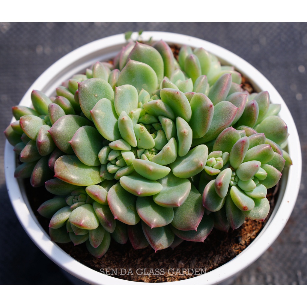 Sen Đá Dù Hồng Đà Lạt chậu lớn nhiều đầu 12cm GLASS GARDEN, Thuần Khí Hậu Đà lạt, Lỗi 1 đổi 1