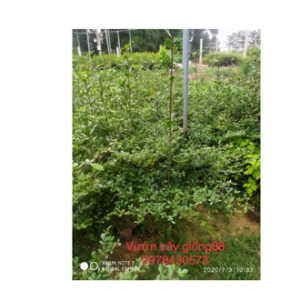 Cây bàng giống đài loan cao 40-50cm