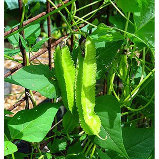 5g Hạt Giống Đậu Rồng/ Đậu Khế (Psophocarpus tetragonolobus)