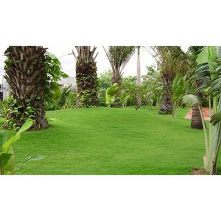 Hạt giống Cỏ nhung Nhật - Gói 5 gam