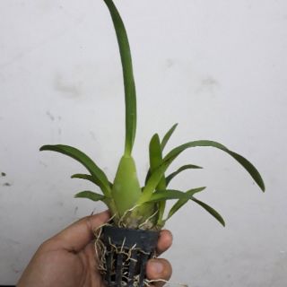 6 cốc hoa lan vũ nữ Sharry baby thơm