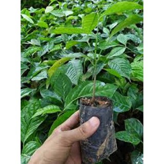 CÂY GIỐNG CÂY HÚNG VỊT GIỐNG CHUẨN F1