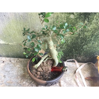 cây duối mini 4 năm tuổi( ảnh thật của cây)