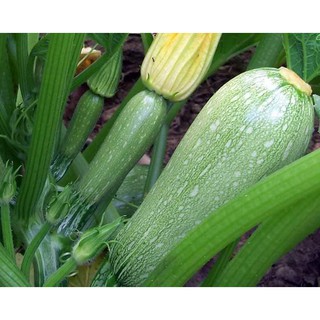 Hạt Giống Bí Ngòi Xanh ( Zucchini )