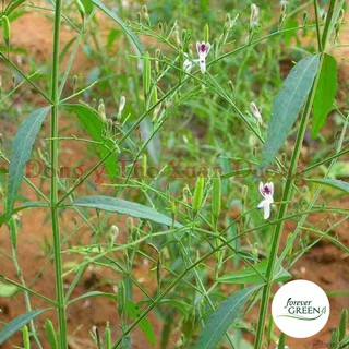 Xuyên tâm liên khô thượng hạng 1KG tốt cho người bị cúm thường