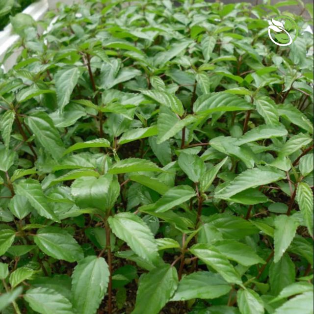 Hạt Giống Rau Đay Đỏ PN-02 Phú Nông - Gói 20g - Local Mallow Jute