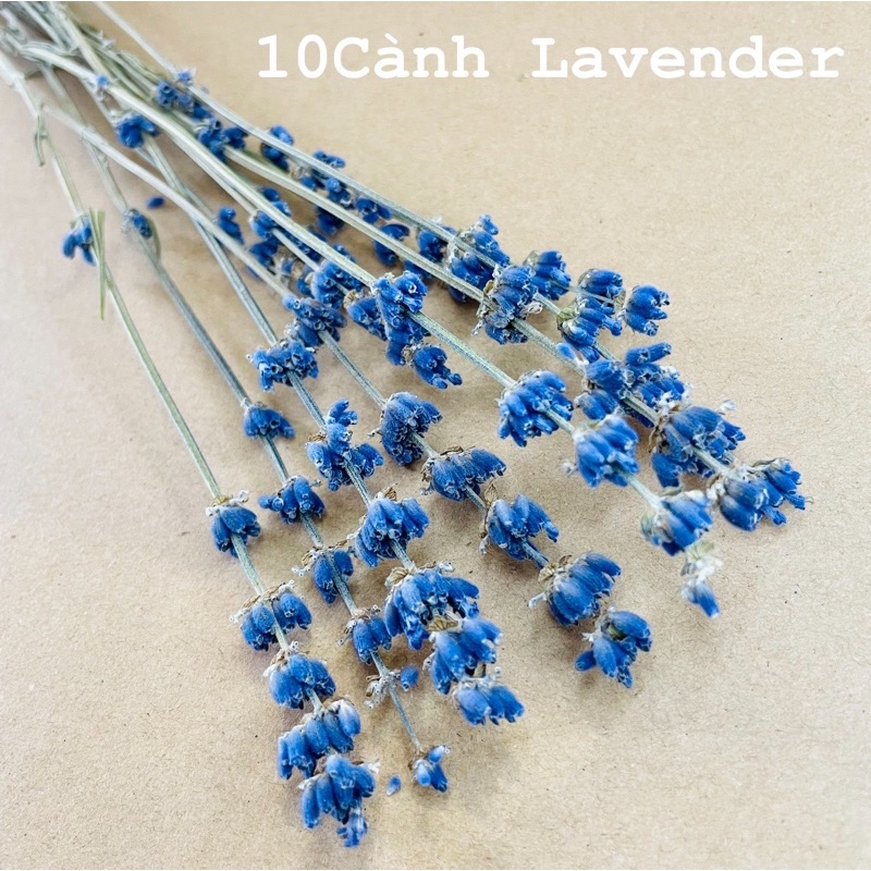 Hoa Khô Lavender, Hoa Oải Hương Lavender Thơm Ngát, Decor Siêu Xinh