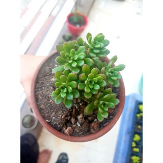 sen đá sedum rubi