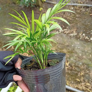 Cây cau tiểu trâm, dừa tụ thân, Arecaceae - Summer Garden