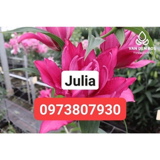củ giống hoa ly cao kép nattacha size 19/21
