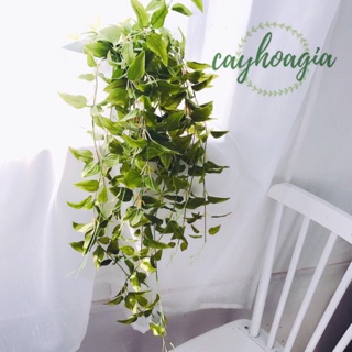 Chùm dây thường xuân ( cây giả) giống thật 99%