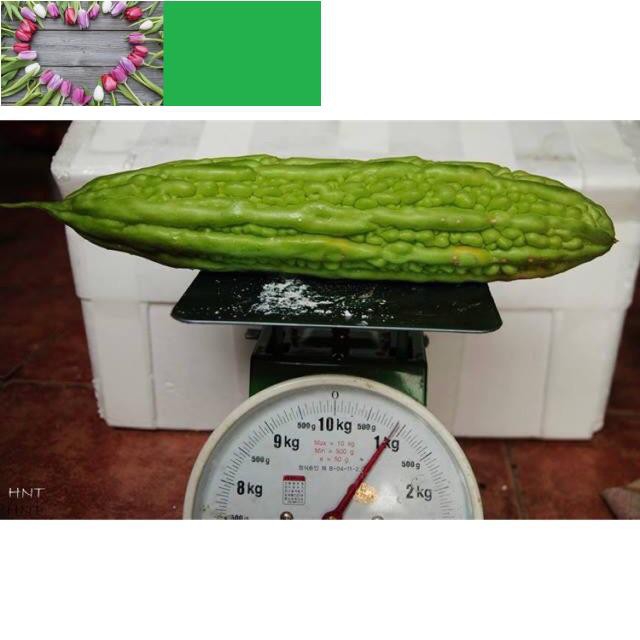 Hạt Giống Mướp Đắng Khổng Lồ 1KG KHUYẾN MẠI 2 TUẦN SHOP MỚI KHUYẾN MẠI TẾT