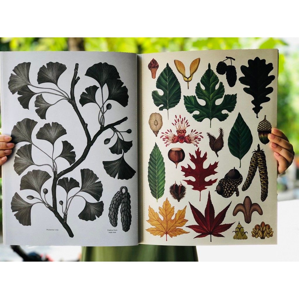 Sách: Botanicum Poster Book