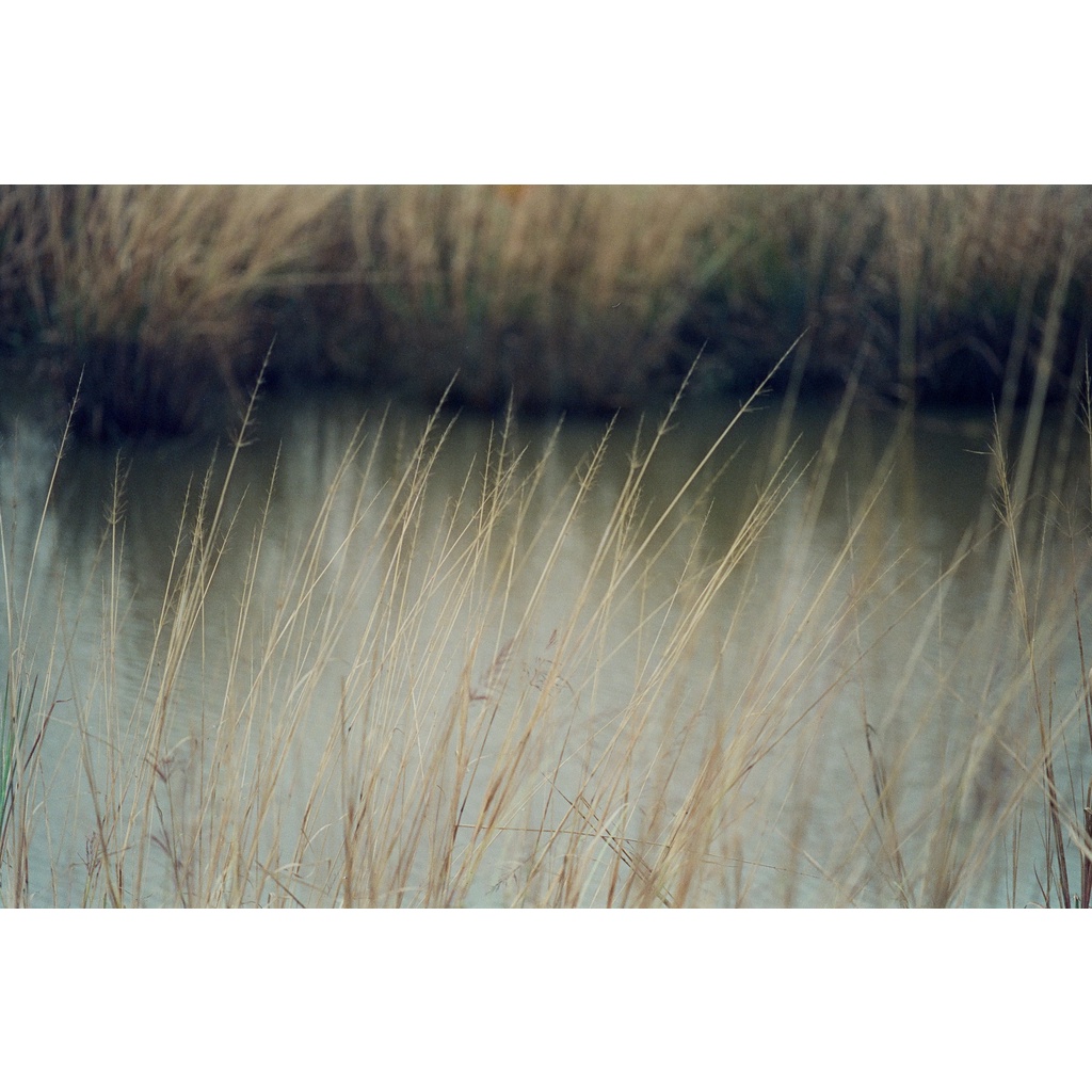 AegCine 500T - Film vision đã được tẩy than