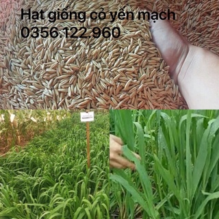 Hạt Giống Cỏ Yến Mạch ngũ cốc giàu dinh dưỡng gói 100g