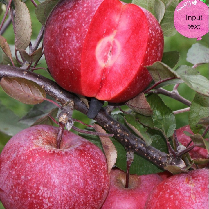 Táo Đỏ Lùn F1🍎🍎🍎 Trồng Bonsai - caygiong-f1