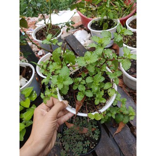 Rau thơm Diếp cá,húng lũi,húng cây(miệng chậu 12 cm)