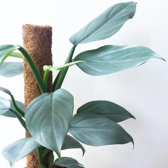 Trầu bà Philodendron Hastatum