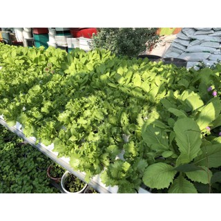 Phân Thủy Canh cho rau dạng bột 200g