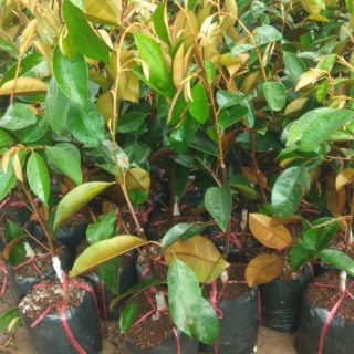 Cây vú sữa trắng lò rèn giống ,trái to ,ngọt ít hạt cam kết giống chuẩn f1