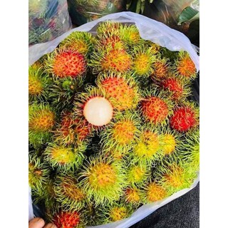 Chôm chôm Thái không cành ngon ngọt vỏ mỏng tại vườn Đồng Nai.