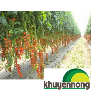30 hạt giống cà chua chuỗi ngọc