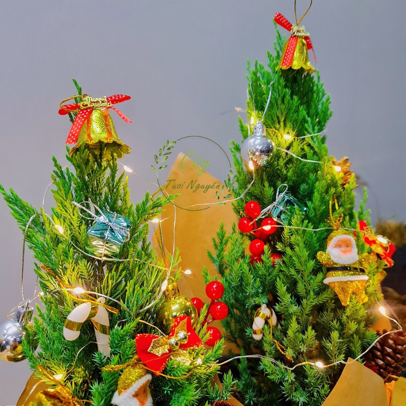 CÂY SƠN TÙNG ,, cây Noel mini, cây Noel thật để bàn, cây Giáng sinh