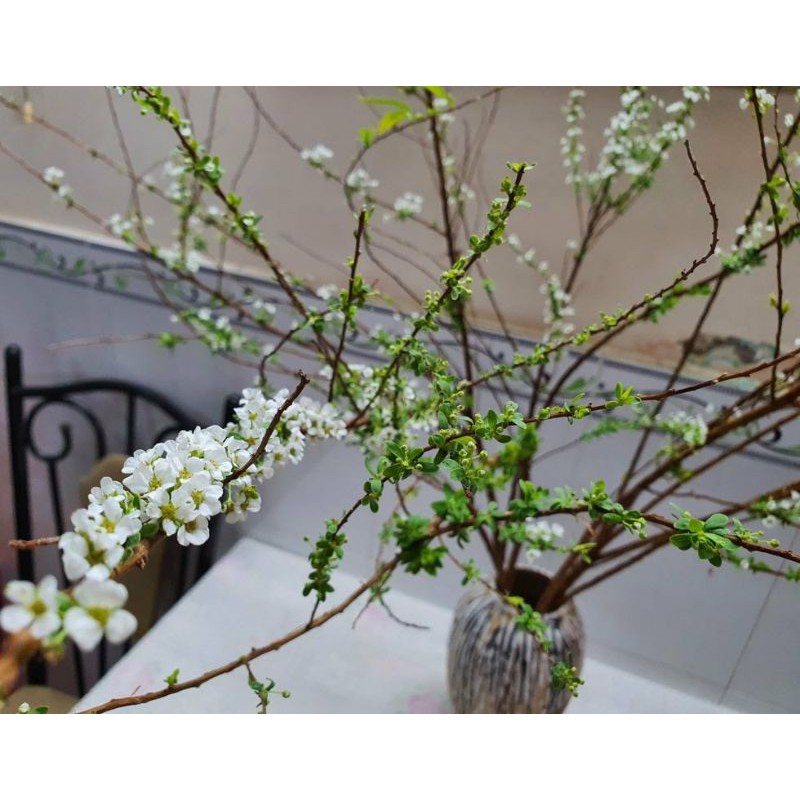Hoa tuyết mai hoa tết
