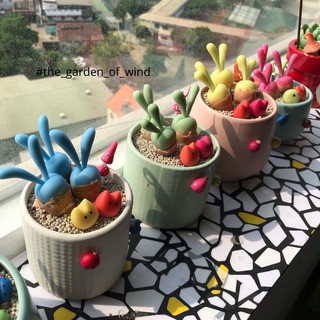 Sen đá tai thỏ / Monilaria moniliforme / Sen đá đất sét