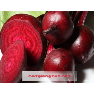 Hạt giống củ dền đỏ