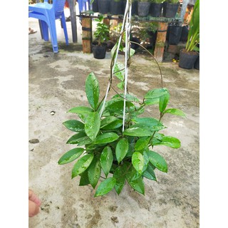 Cẩm cù bông đỏ