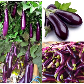 Hạt Giống Cà Tím Cơm Xanh Lai F1 HN-33