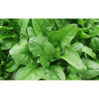 cải bó xôi gói chịu nhiệt gói 20gr