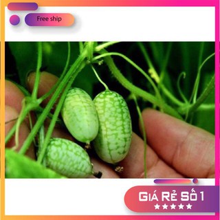 Hạt giống Dưa hấu tí hon (10 hạt)