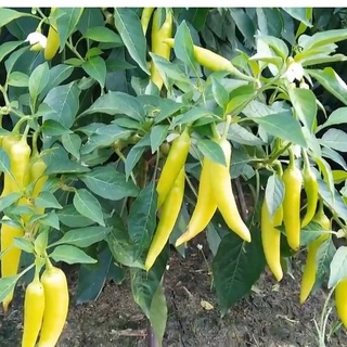#Hạt_Giống_Ớt_Sừng_Vàng_Châu_Phi ( mua 3 gói tặng 1 gói )