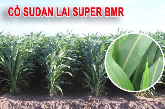 Combo 0,5kg cỏ xả Mobasa Ghine và 0,5kg cỏ Ngô Sudan Super BMR