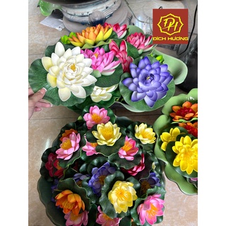 Hoa sen thả bát tụ thủy, thả hồ, thả bể cá
