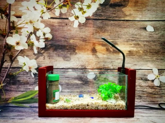 Bể cá mini khung gỗ có đèn kính mài vi tính ( khung màu trắng/đỏ/đen)