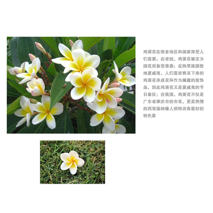 Đồ đi biển hoa Kẹp tóc  hoa Plumeria