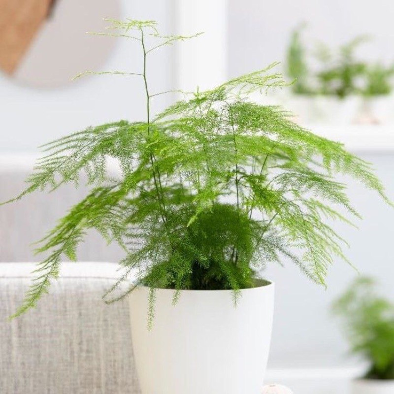 Kim thuỷ tùng - Asparagus fern dáng lá cực đẹp, mang lại phong thuỷ tốt, cay khoẻ, rễ nhiều