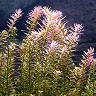 Vẩy ốc ruộng hồng