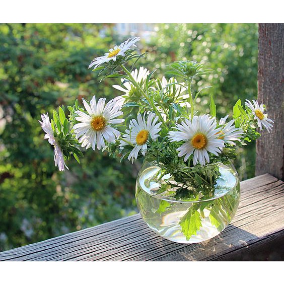 HẠT GIỐNG CÚC HỌA MI Painted Daisy, 50 Seeds, Beautiful Mulit Colours Blooms.
