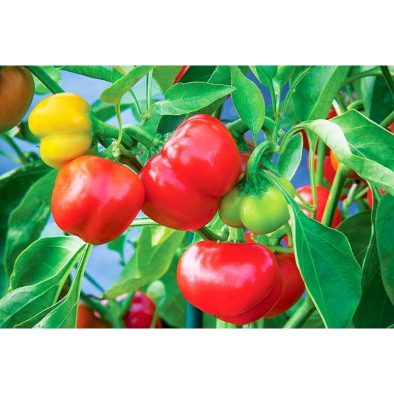 Hạt giống ớt chuông mix nhiều màu dễ trồng, đóng gói 5 hạt