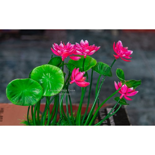 BỤI SEN GIẢ TRANG TRÍ BỂ CÁ NON BỘ TIỂU CẢNH CAO 20CM