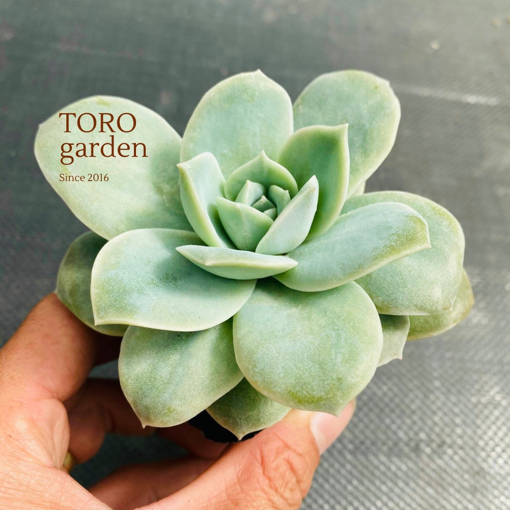 Sen đá hồng hà lan lá lớn Đà Lạt size bé cây cảnh trang trí nhà cửa Toro garden